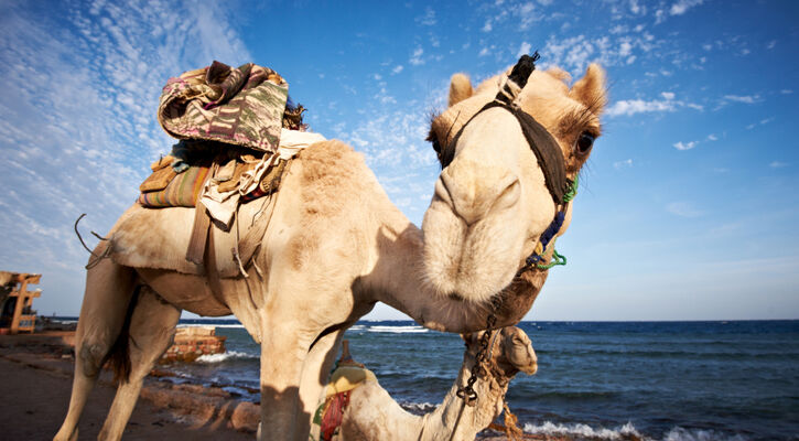 Sharm El Sheıkh Turu 4 gece 6 Gün