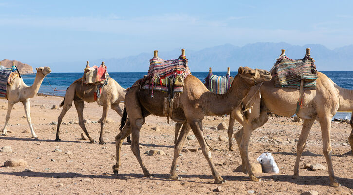 Sharm El Sheıkh Turu 4 gece 6 Gün