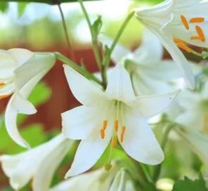 Cumalıkızık Uludağ Turu Günü Birlik